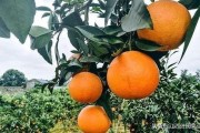 柑橘全面種植技術管理_柑橘黃龍病泛濫