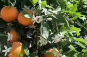 柑橘病蟲(chóng)害白粉虱圖片大全大圖_呋蟲(chóng)胺可以殺毛毛蟲(chóng)嗎