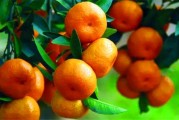 柑橘怎樣在北方種植技術(shù)_12月可以種橘子樹(shù)嗎 柑橘怎樣在北方種植技術(shù)_12月可以種橘子樹(shù)嗎
