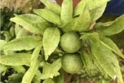 柑橘膨果病蟲(chóng)害防治_柑橘浮皮變丑