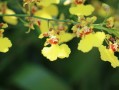 春見(jiàn)桔種植技術(shù)（春見(jiàn)柑橘的功效與作用）