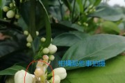 柑橘病蟲害?；ū９夹g(shù)_奇寶920在柑橘保果上效果如何