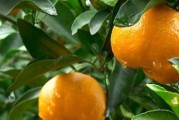 柑橘種植技術(shù)小知識(shí)點(diǎn)總結(jié)_柑橘種植北界是秦嶺還是南嶺