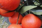 黃美人柑橘病蟲(chóng)害防治_紅美人柑橘用紅桔砧木生長(zhǎng)品質(zhì)分析