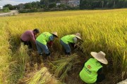 云浮柑橘種植技術(shù)視頻教程_云南什么地方種植有貢桔