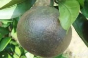 柑橘防治病蟲(chóng)害用藥大全_柑橘常見(jiàn)的病害有哪些 柑橘防治病蟲(chóng)害用藥大全_柑橘常見(jiàn)的病害有哪些