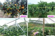 云浮柑橘種植技術(shù)要點(diǎn)簡(jiǎn)介_(kāi)佛手檸檬是什么東西