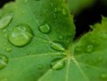 四會柑種植技術(shù)管理視頻講解（四會柑的栽培技術(shù)）