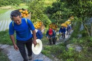 重慶無(wú)毒柑橘種植技術(shù)_重慶十大稀罕水果排名