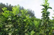 柑橘種植技術(shù)分析_胭脂紅番石榴種植技術(shù)