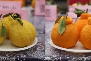 廣東柑橘脫毒基地_我國(guó)柑橘繁殖技術(shù)有哪些變化