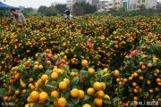 桂林柑橘苗種植技術(shù)_該如何殺出一條血路