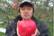 日本柑橘種植技術(shù)PPT_椪柑和春柑有什么區(qū)別