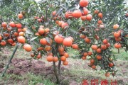 柑橘全年病蟲害發(fā)生表現(xiàn)_柑橘黃葉怎么快速恢復(fù) 柑橘全年病蟲害發(fā)生表現(xiàn)_柑橘黃葉怎么快速恢復(fù)