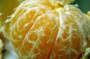 元江柑橘特早熟：北緯23°陽光味，品質(zhì)領(lǐng)鮮搶鮮上市