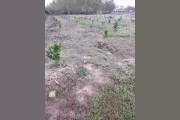 仁懷柑橘種植技術(shù)價格_想回家發(fā)展種植業(yè)