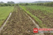 柑橘園種植技術(shù)員_現(xiàn)在國(guó)家出政策要求培養(yǎng)高素質(zhì)農(nóng)民