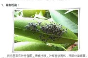 柑橘樹五月病蟲害_柑桔樹什么時間打藥最好