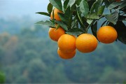 關(guān)注柑橘種植技術(shù)句子_柑橘樹的最佳行距和株距 關(guān)注柑橘種植技術(shù)句子_柑橘樹的最佳行距和株距