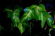 柑橘當(dāng)年生枝條來年能結(jié)果嗎？解析新梢結(jié)果能力與栽培管理要點