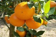 柑橘種植修剪技術(shù)全過程_柚子夏梢枝條修剪技術(shù)