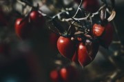 柑橘樹(shù)干紅色像鐵銹什么?。ǜ涕贅?shù)枝干枯是什么情況）