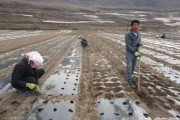 柑橘下種植當歸技術要點_這種膚質要怎么護膚