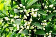 柑橘花蕾期病蟲害預防方法_柑橘現(xiàn)蕾期至開花期噴什么藥