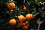 果樹(shù)柑橘種植技術(shù)_柑橘嫁接如何科學(xué)選擇砧木
