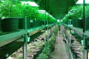 脆皮金桔盆栽種植方法管理技術（脆皮金桔盆景圖片）