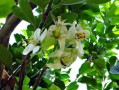 高坪柑橘技術(shù)培訓(xùn)（四川柑橘種植招聘技術(shù)員）