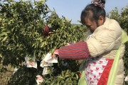 中山柑橘種植技術(shù)視頻教程_三歲男孩子應(yīng)該有多高