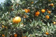 春耕柑橘種植技術(shù)_種什么樹(shù)最有經(jīng)濟(jì)價(jià)值