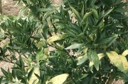 柑橘種植技術(shù)交流群_地?cái)偵赓嵈箦X(qián)的有哪些