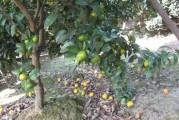 專業(yè)柑橘種植技術(shù)_柑橘幼樹如何施肥