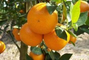 愛媛柑橘種植管理技術_愛媛和沃柑哪種更耐寒 愛媛柑橘種植管理技術_愛媛和沃柑哪種更耐寒