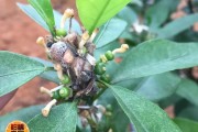 那里的蜜桔最好吃（哪里的蜜桔好）