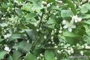 宇花靈柑橘種植管理技術_宇花靈2號助劑使用方法
