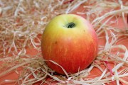 柑果樹種植方法技術(shù)視頻（柑橘樹種植技術(shù)）