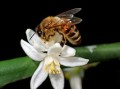 柑橘哪些枝條花結(jié)果？詳解不同枝條類型對(duì)花果形成的影響