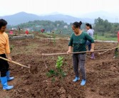 柑橘果園生草種植技術_果園怎么用有機肥