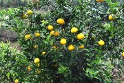 泰有源柑橘種植技術(shù)柚子_對以后結(jié)果有沒有影響