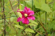 春見桔樹種植技術(shù)視頻（桔樹春梢過后如何修剪）