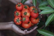 特早熟特甜柑橘品種：果農(nóng)種植新寵，市場熱銷爆款