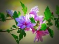 柑子怎樣剪枝開花多（柑子樹的修剪要領(lǐng)）