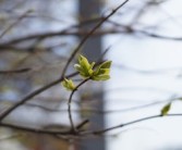 春見(jiàn)柑橘流膠病用什么藥最好（柑子樹(shù)流膠病怎么治）