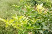 柑橘有機農(nóng)業(yè)種植技術_有什么菌種可以分解豬糞沼液的鹽分嗎