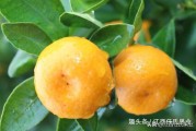 紅橘砧木柑橘種植技術_檸檬砧木嫁接沃柑好不好有什么優(yōu)點