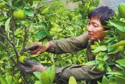 柑橘病蟲害能用鹽水嗎_傳喝檸檬水可以預防新冠