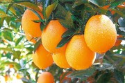 巴西柑橘怎么種植技術_巴西紅柚和西柚有何區(qū)別 巴西柑橘怎么種植技術_巴西紅柚和西柚有何區(qū)別